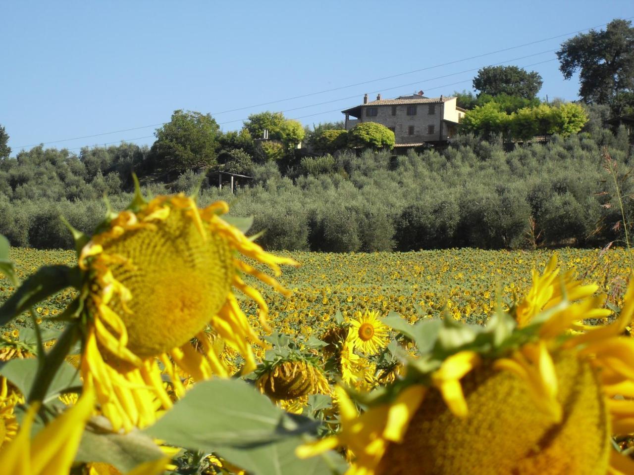 Agriturismo Oliveto Di Geltrude Contessa Apartman Amelia Kültér fotó